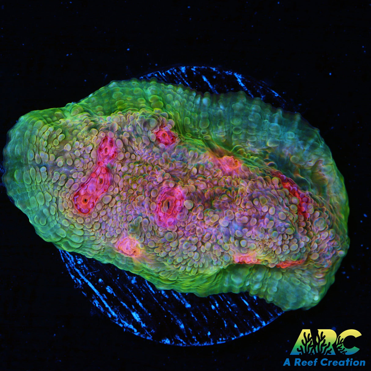 OG Mummy Eye Chalice