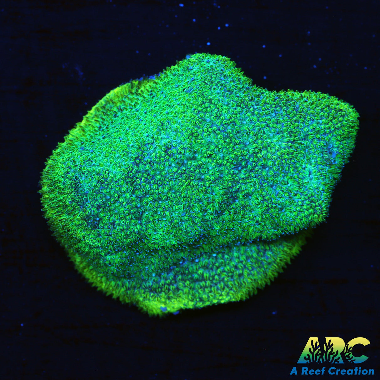 Blues Clues Psammocora