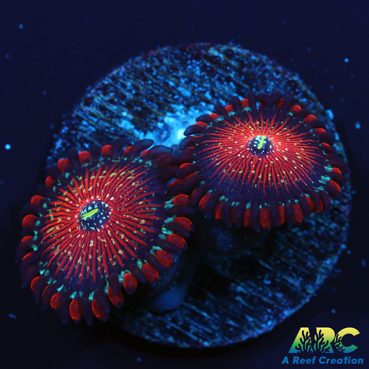 Seduction Zoas