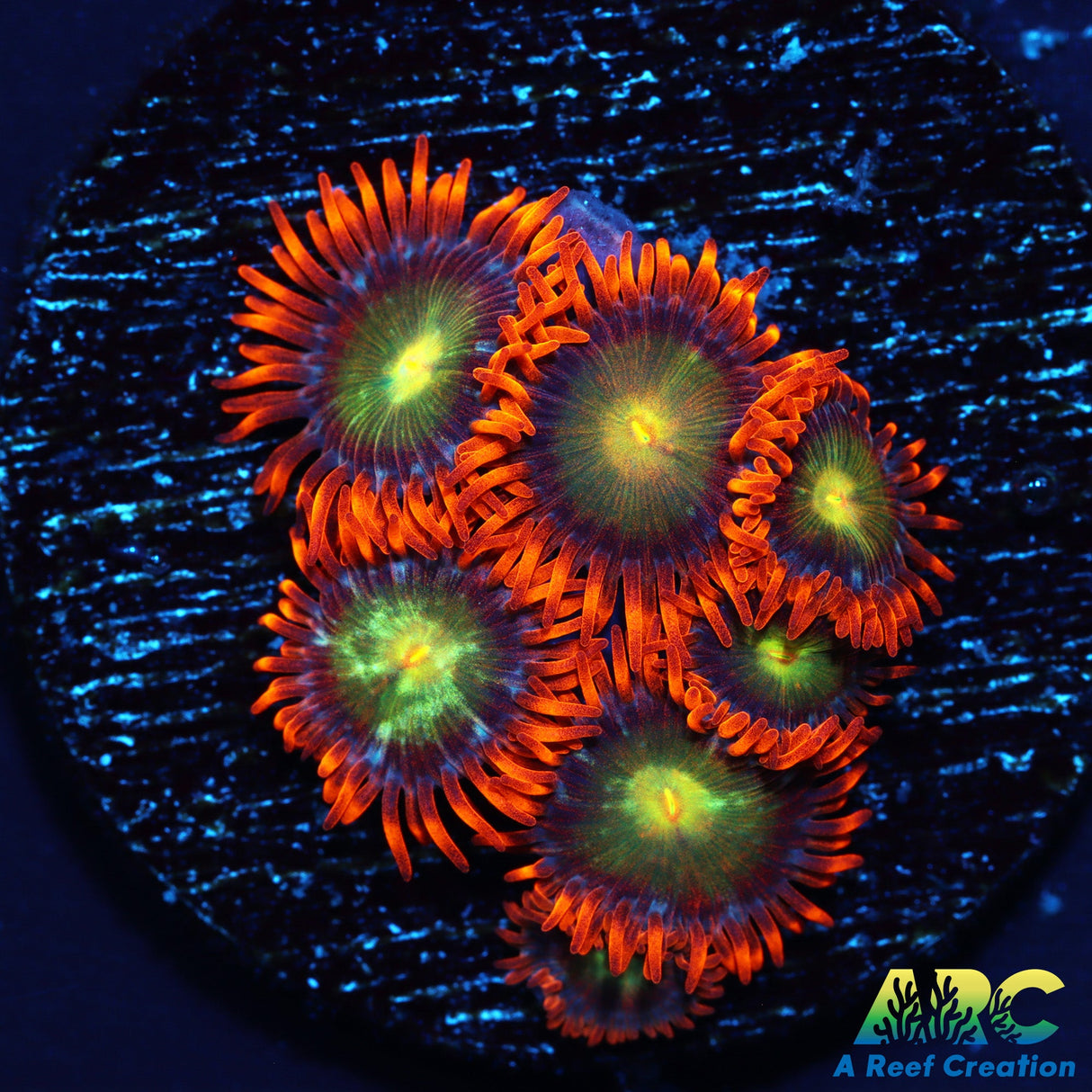 CC Mango Fusion Zoas