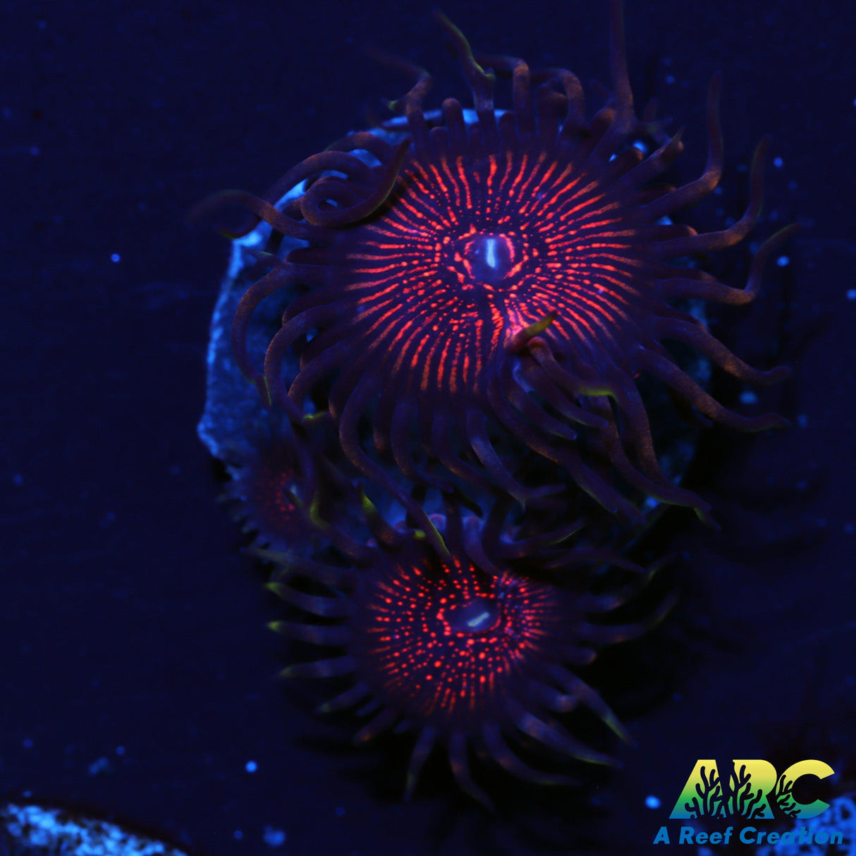 ARC Nightcrawlers Zoas