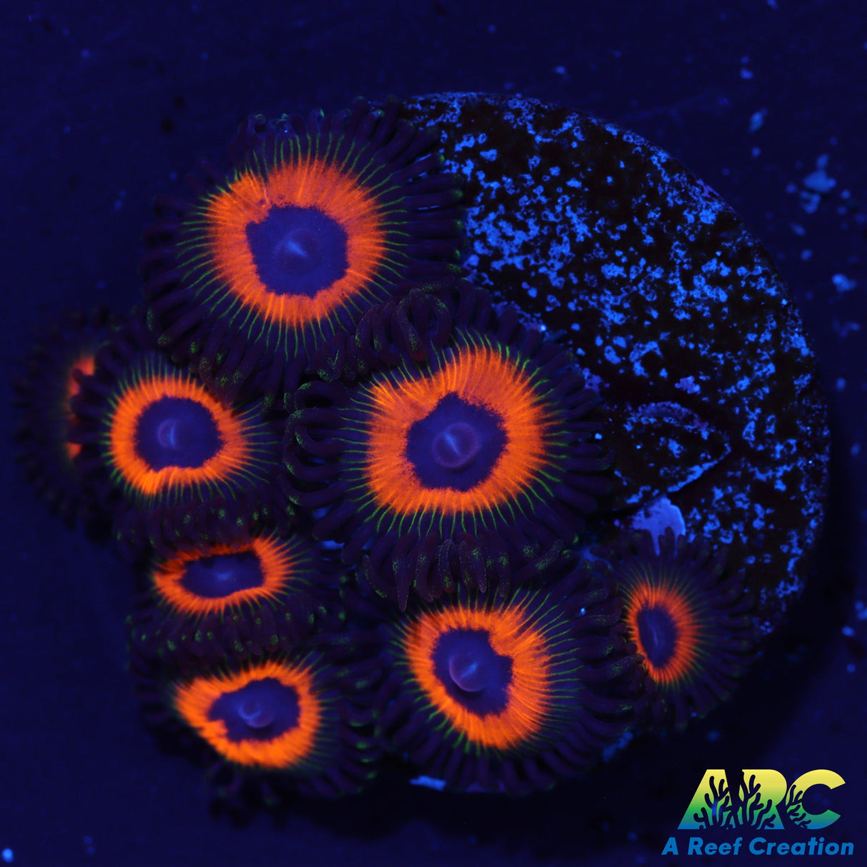 Johnny Pumpkin Seed Zoa
