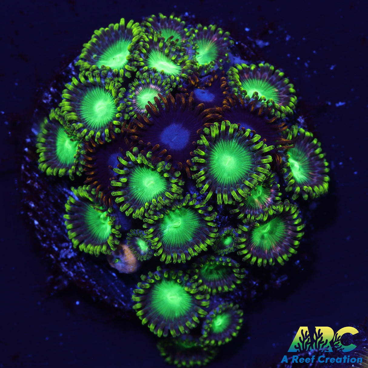 Radioactive Dragon Eyes and Frozen Hornets