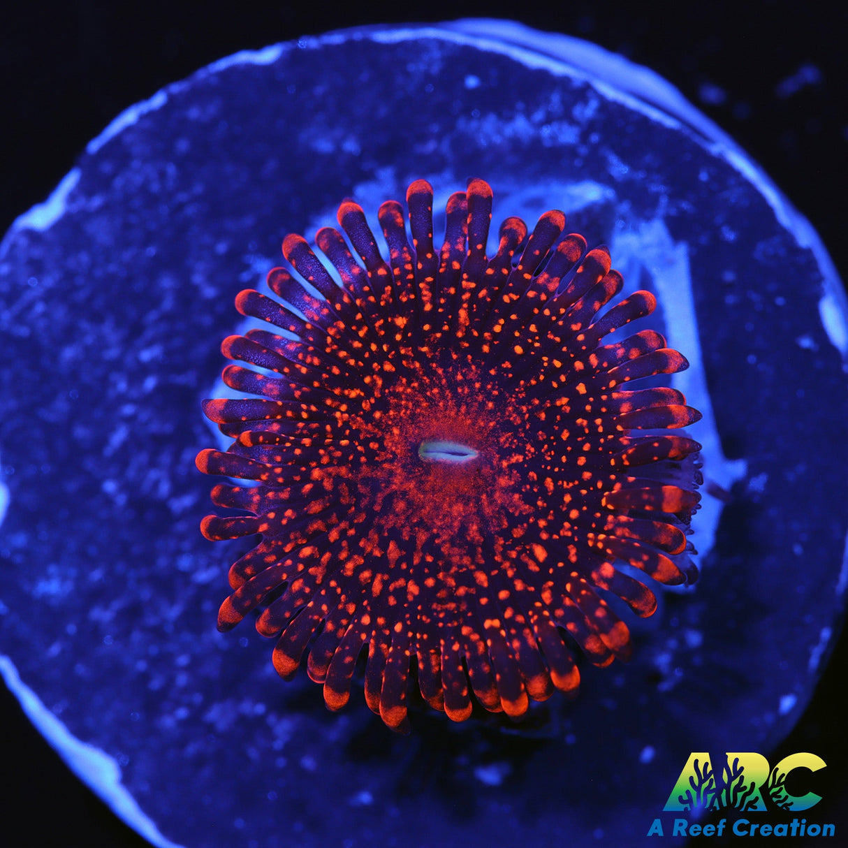 ARC Campfire 2.0 New Release