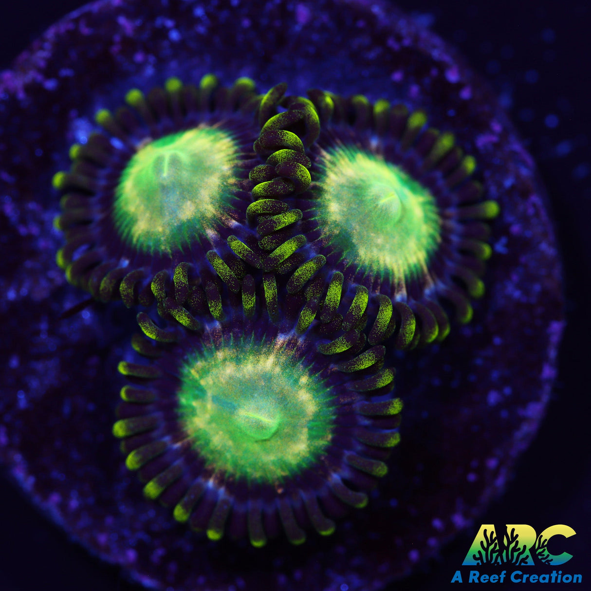 ARC Yoshi Zoas