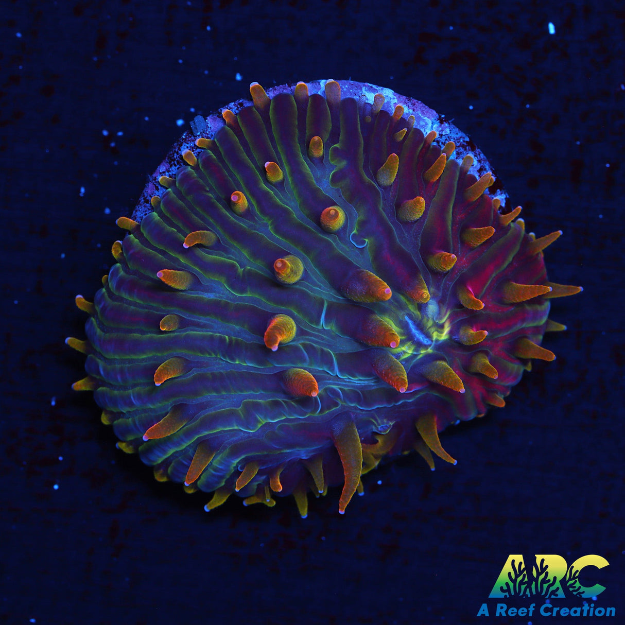 ARC Flaming Hydra Plate