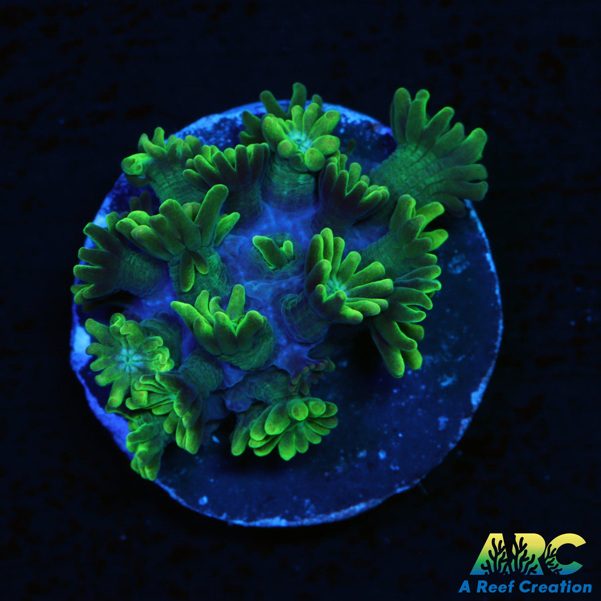 Kermit The Frog Alveopora