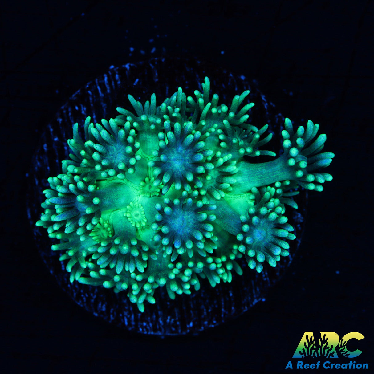 ARC Green Slimer Goni