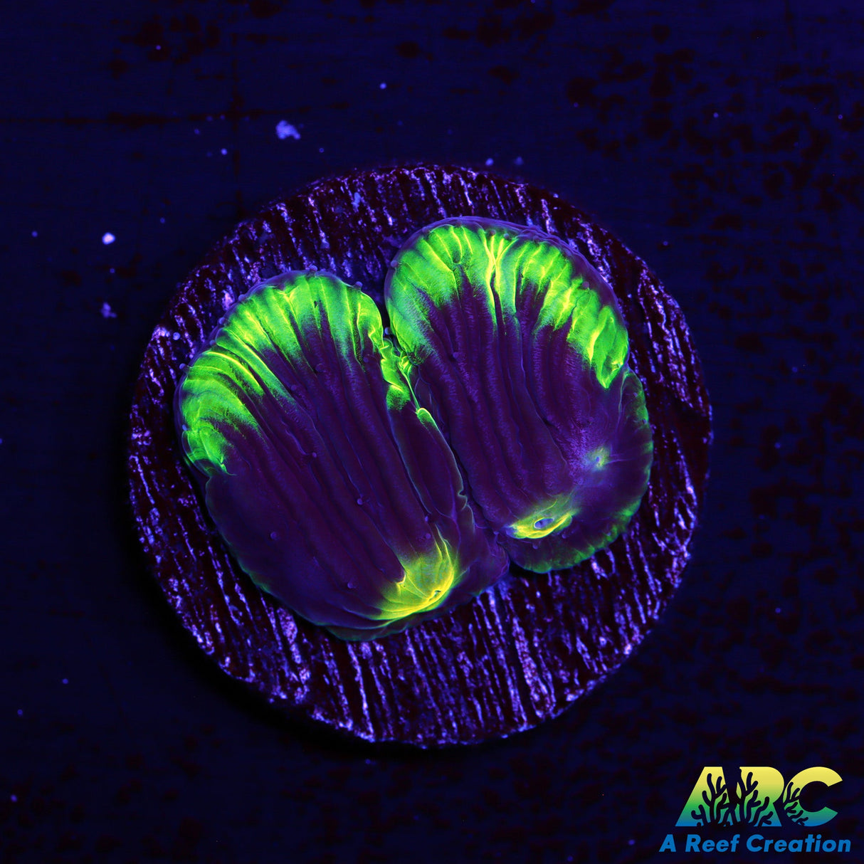 ARC Neon Rim Diaseris Plate