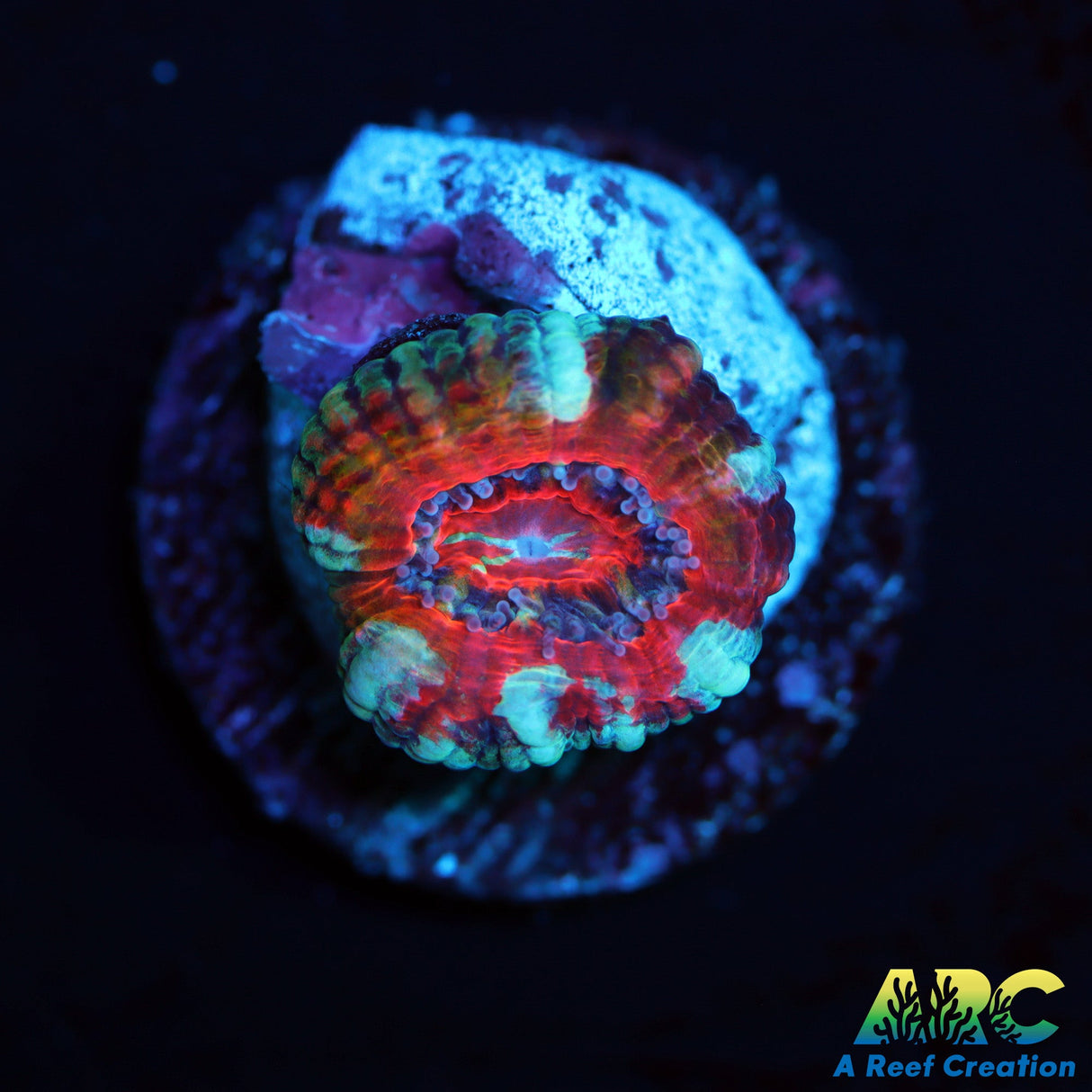 ARC Rainbow Acan