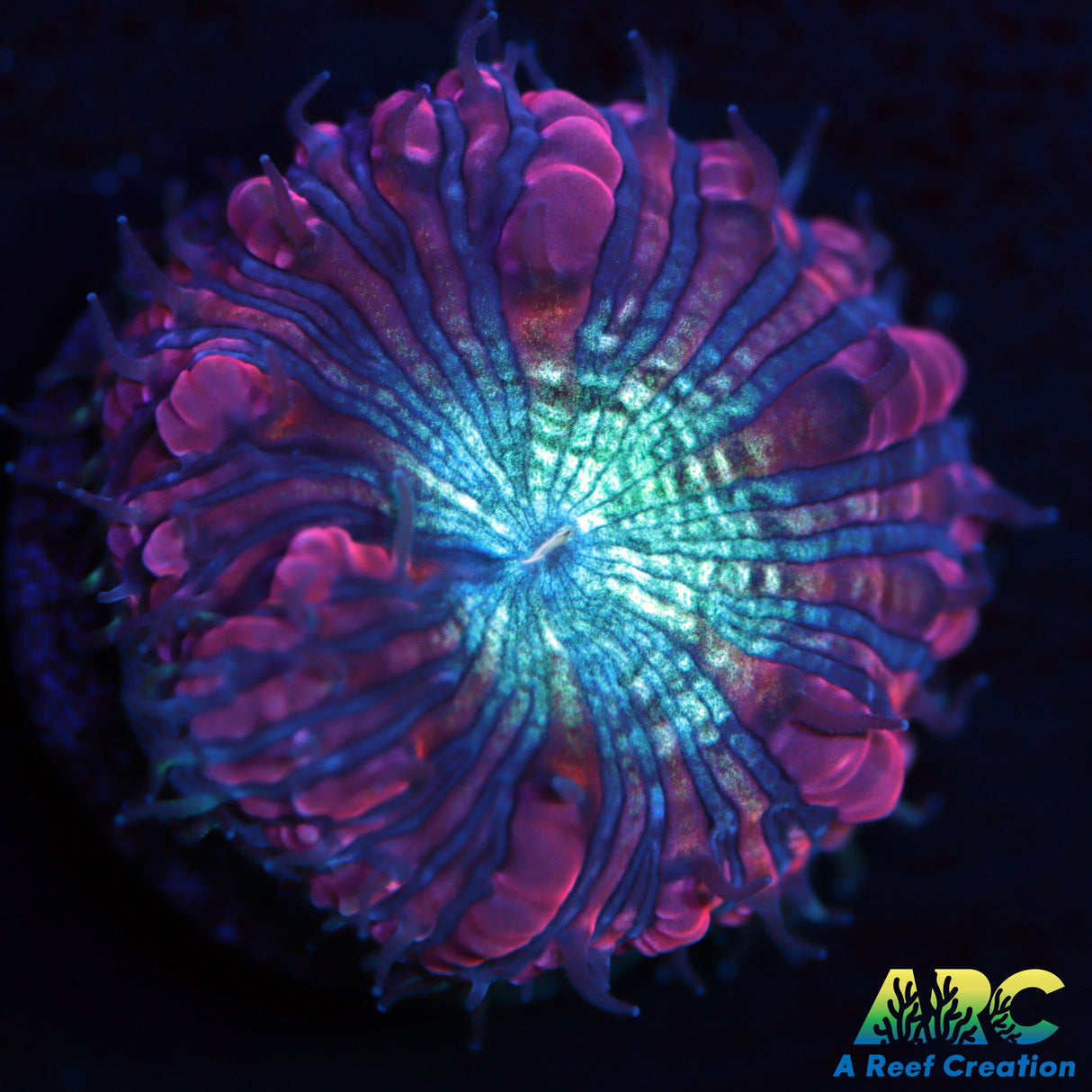 ARC Blueberry Blizzard Blasto