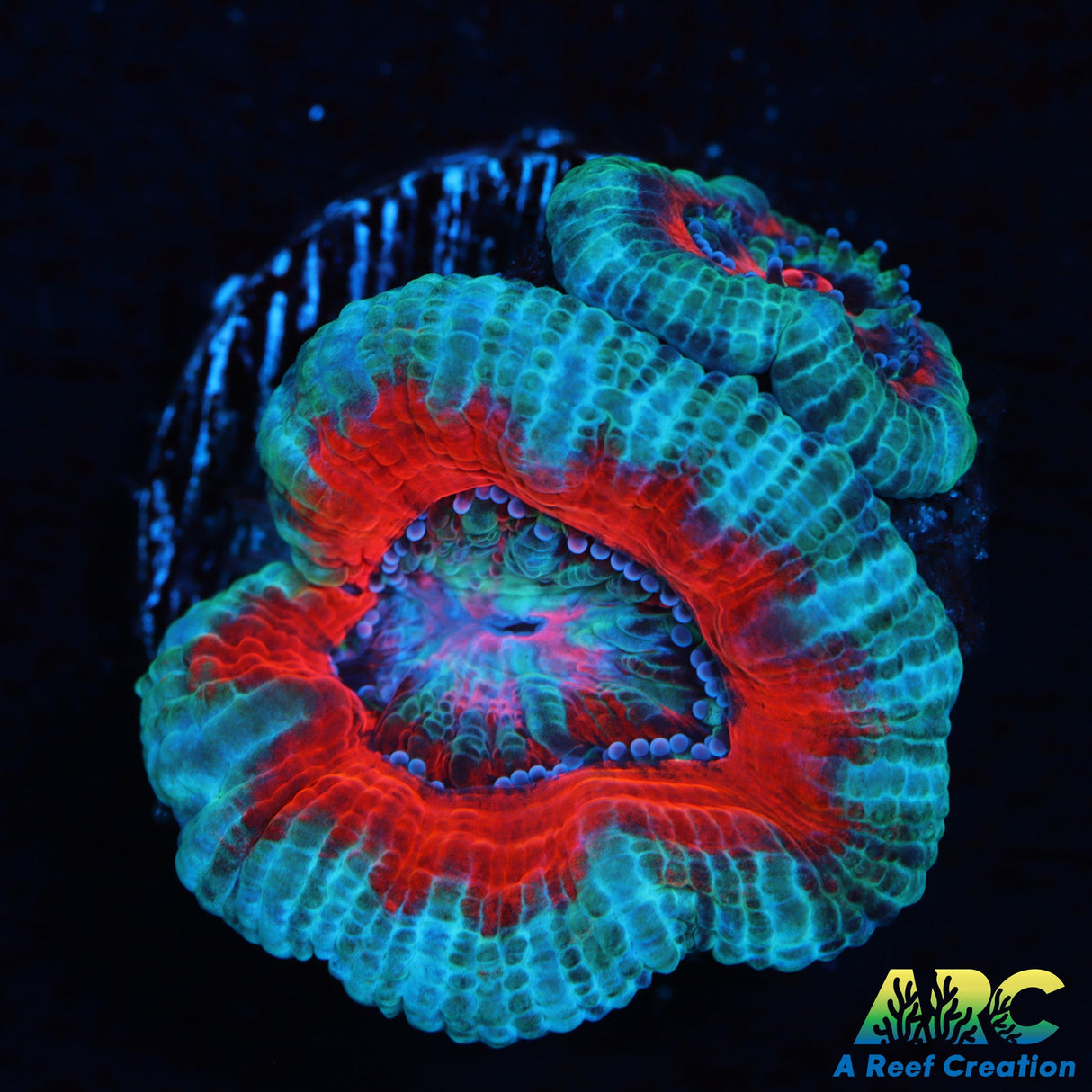 ARC Indo Acan