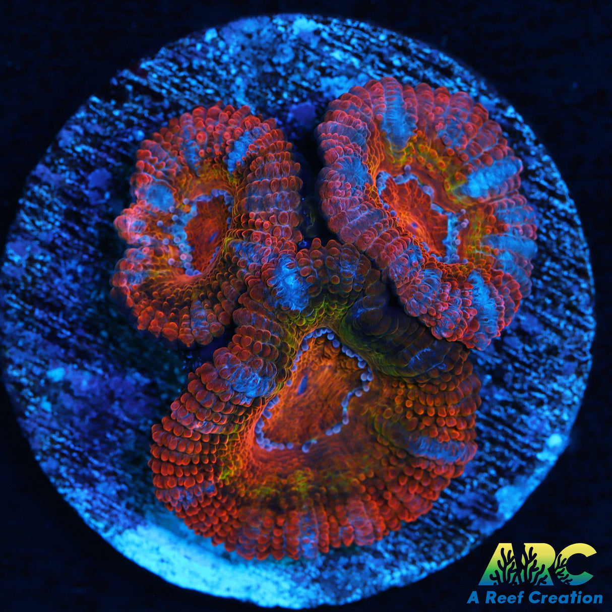 ARC Rainbow Acan