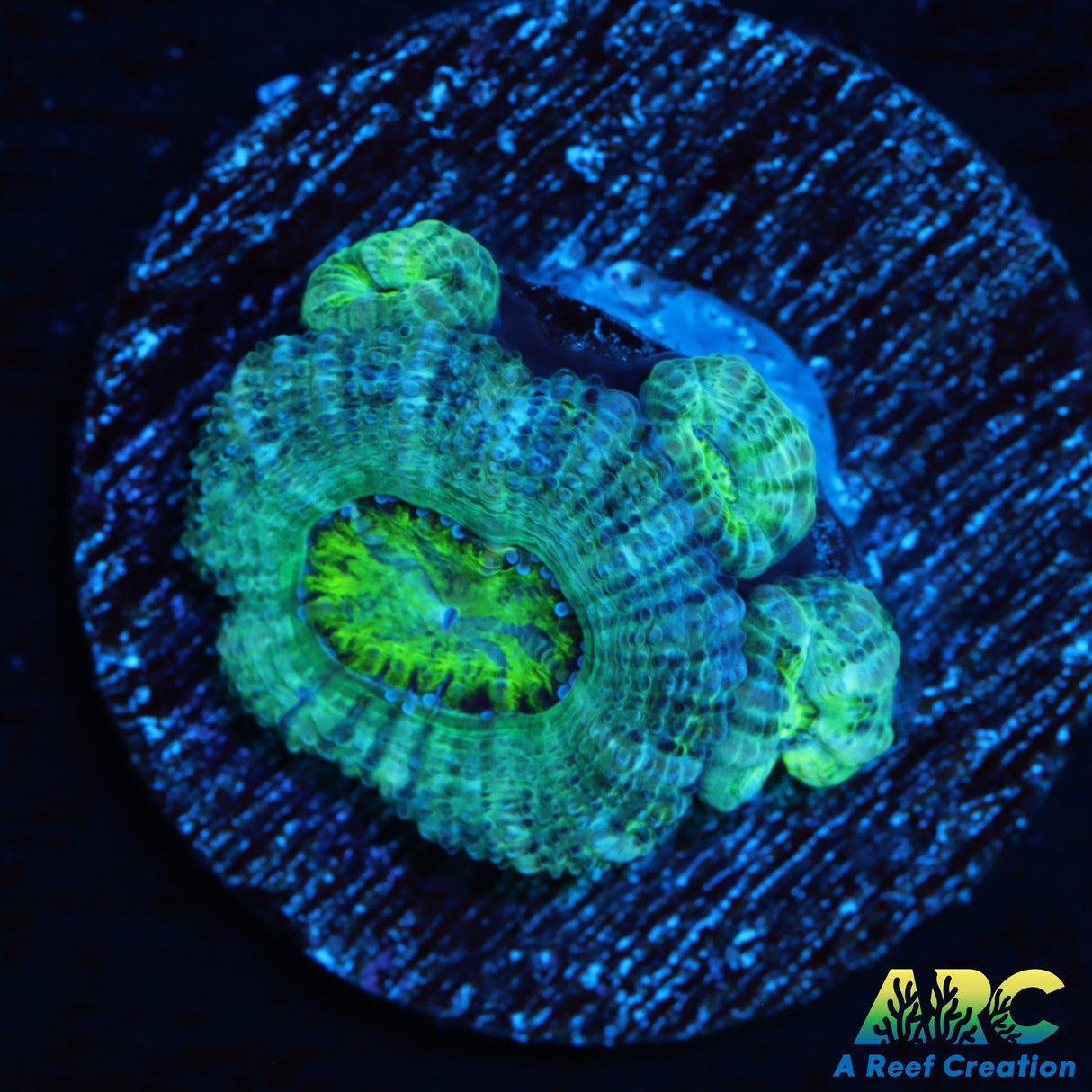 ARC Mint Green Acan