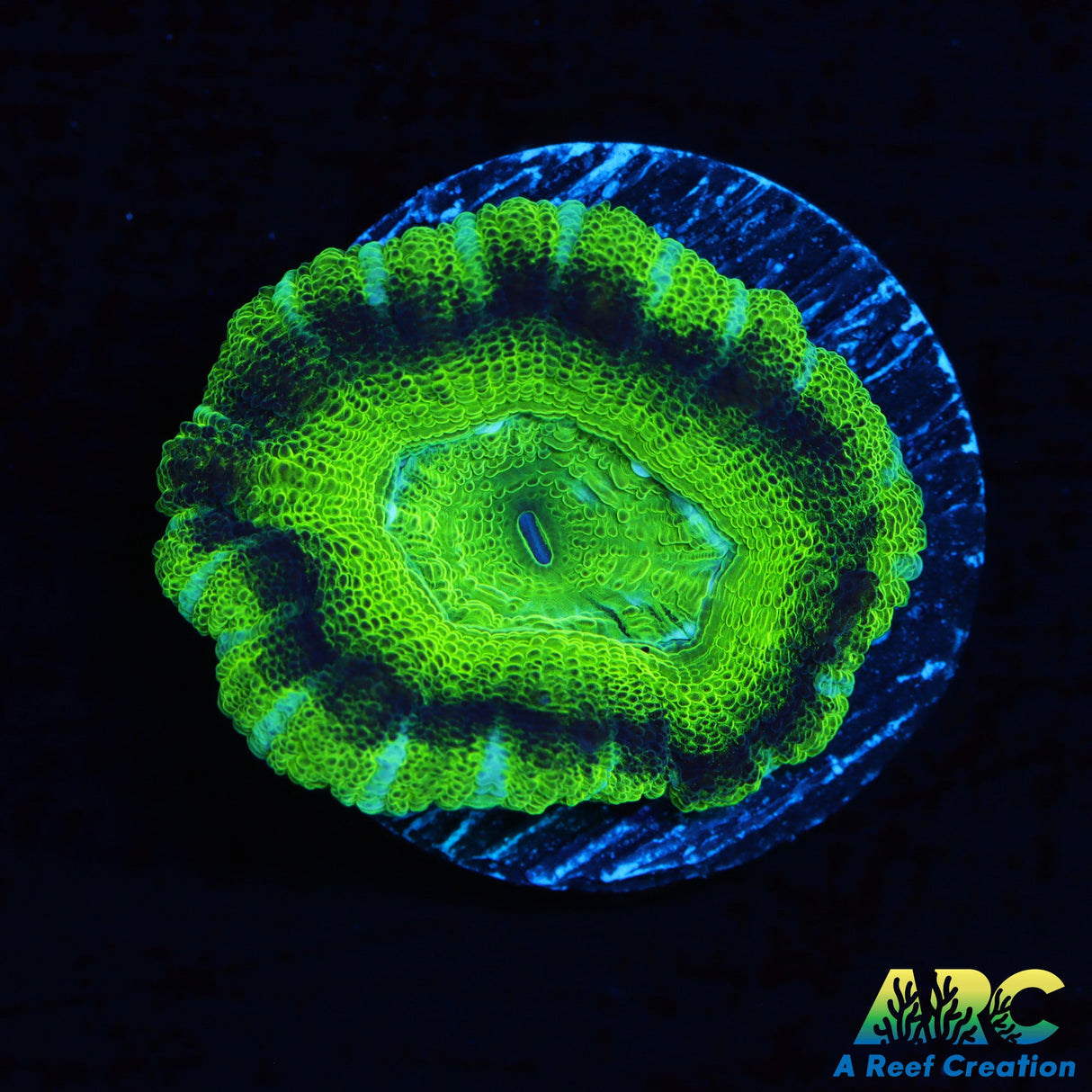 ARC Neon Green Asian Acan