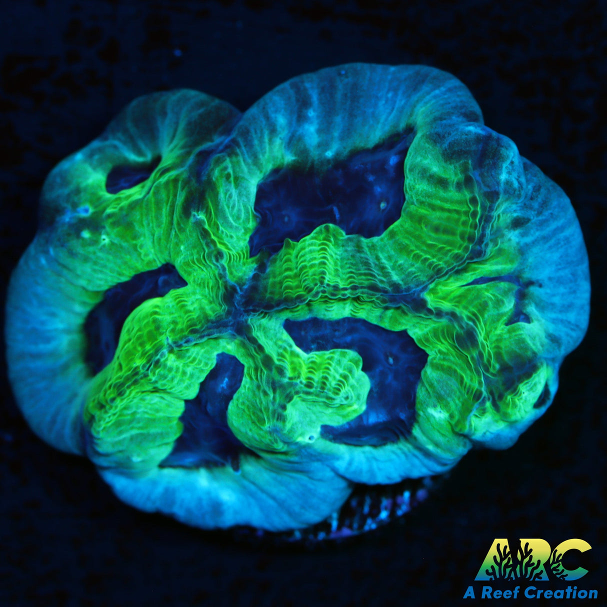 Green and Purple Goniastrea Maze