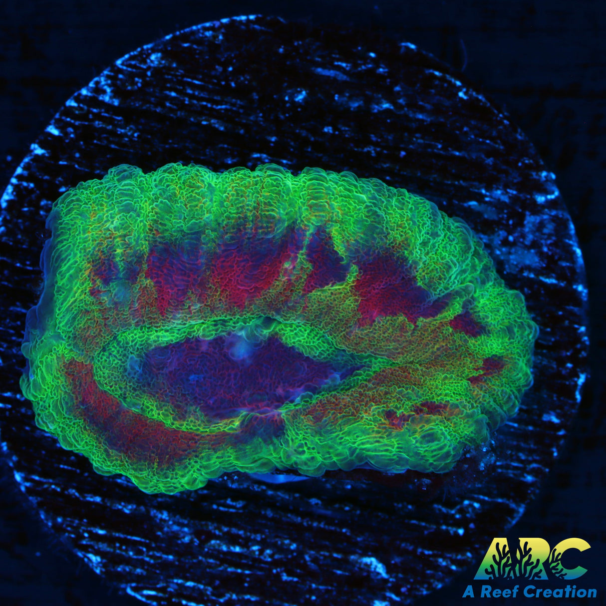 Mr. Terrific Symphyllia