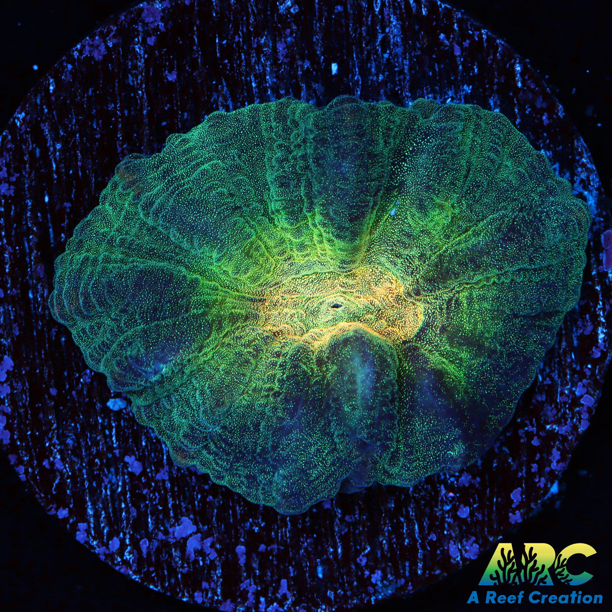 ARC Fake Invader Pectinia