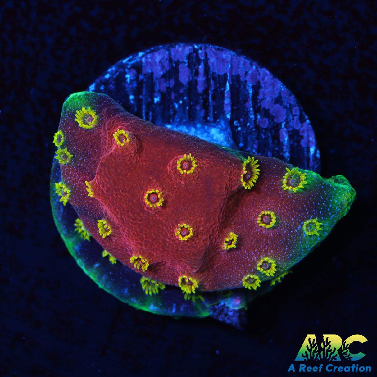 CC Firewalker Cyphastrea