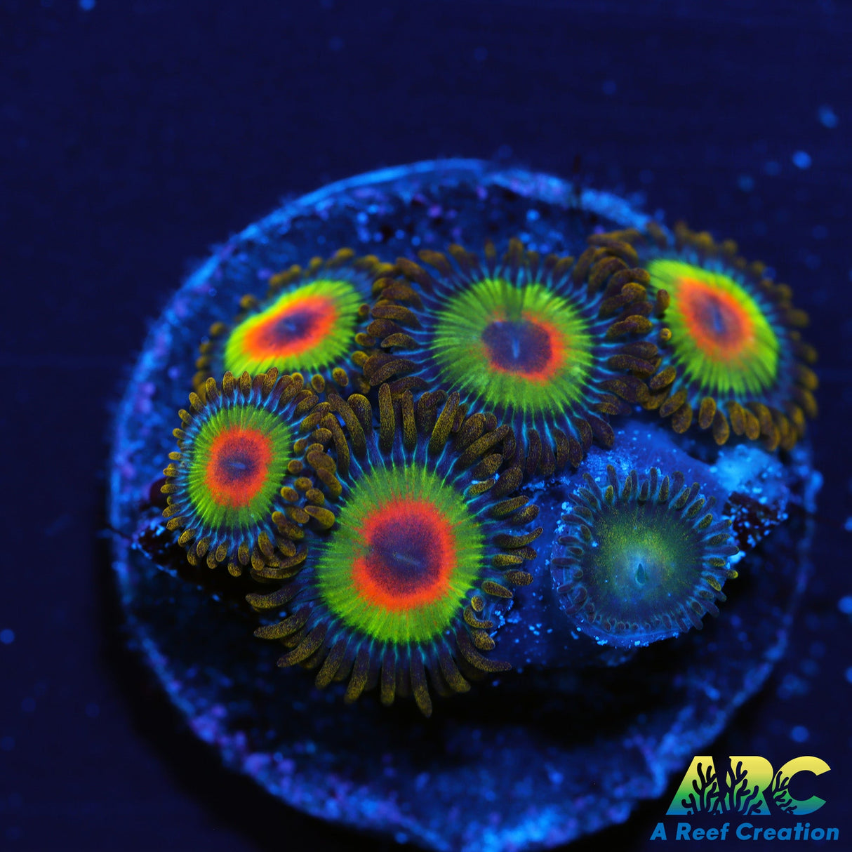 Rasta Zoas