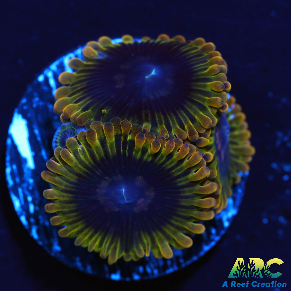 ARC Rainbow Zoas