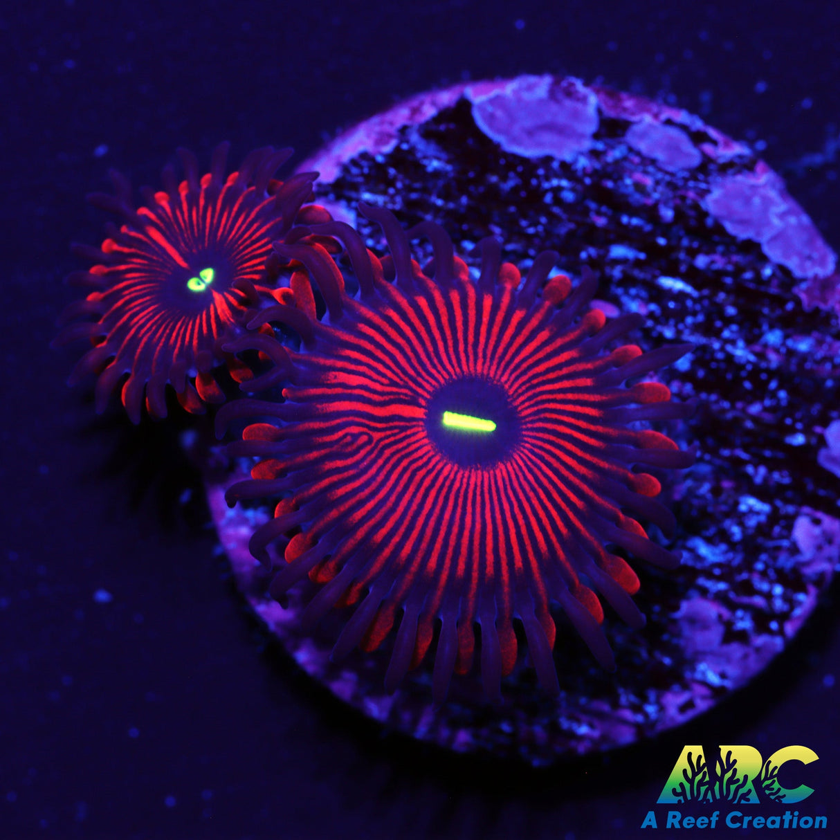 Red People Eater Zoas