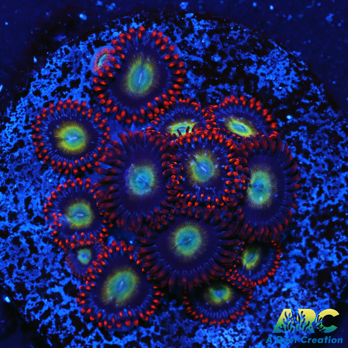 ARC Circus Zoas