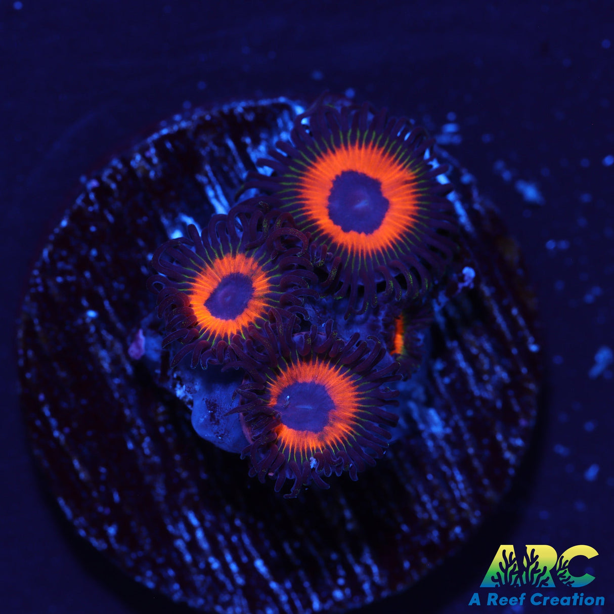 Johnny's Sea Pumpkins