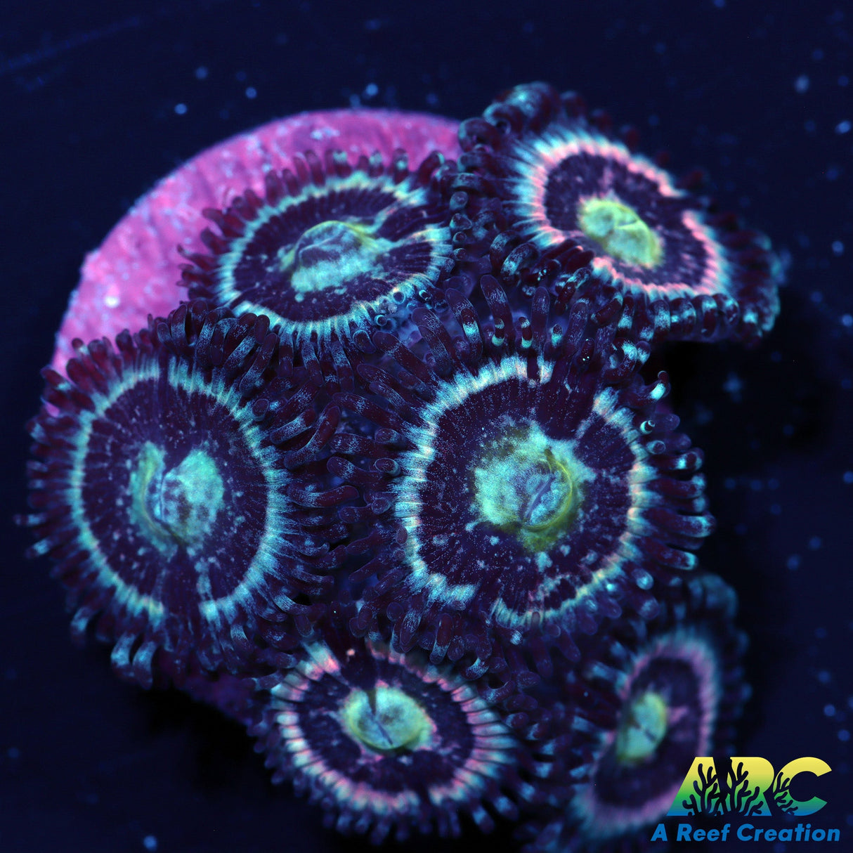 CC Pink Constellations