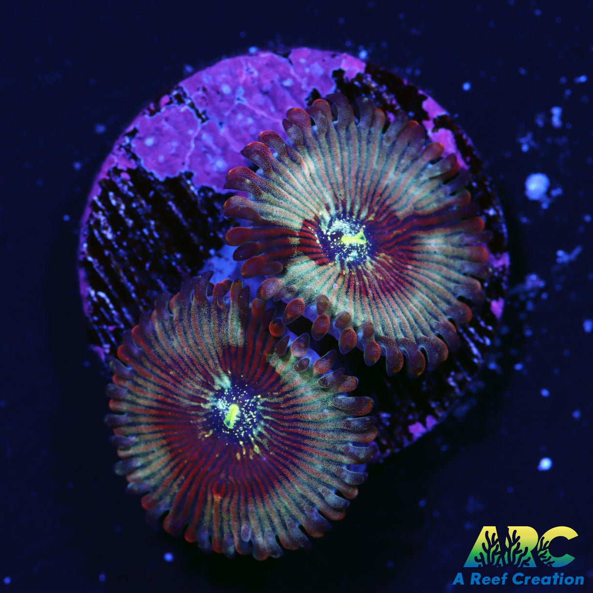 ARC Magical Magicians