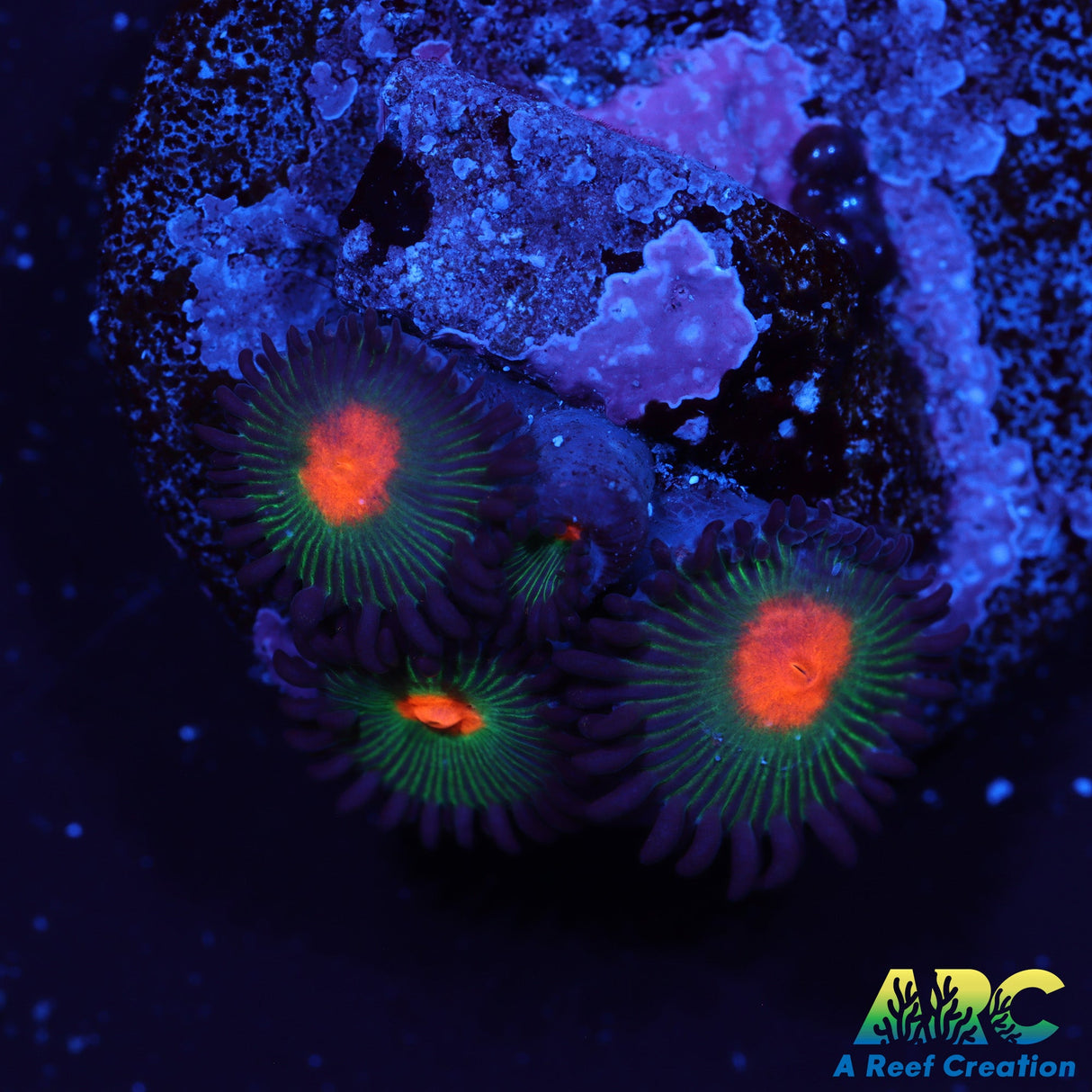 Gorilla Nips Zoas