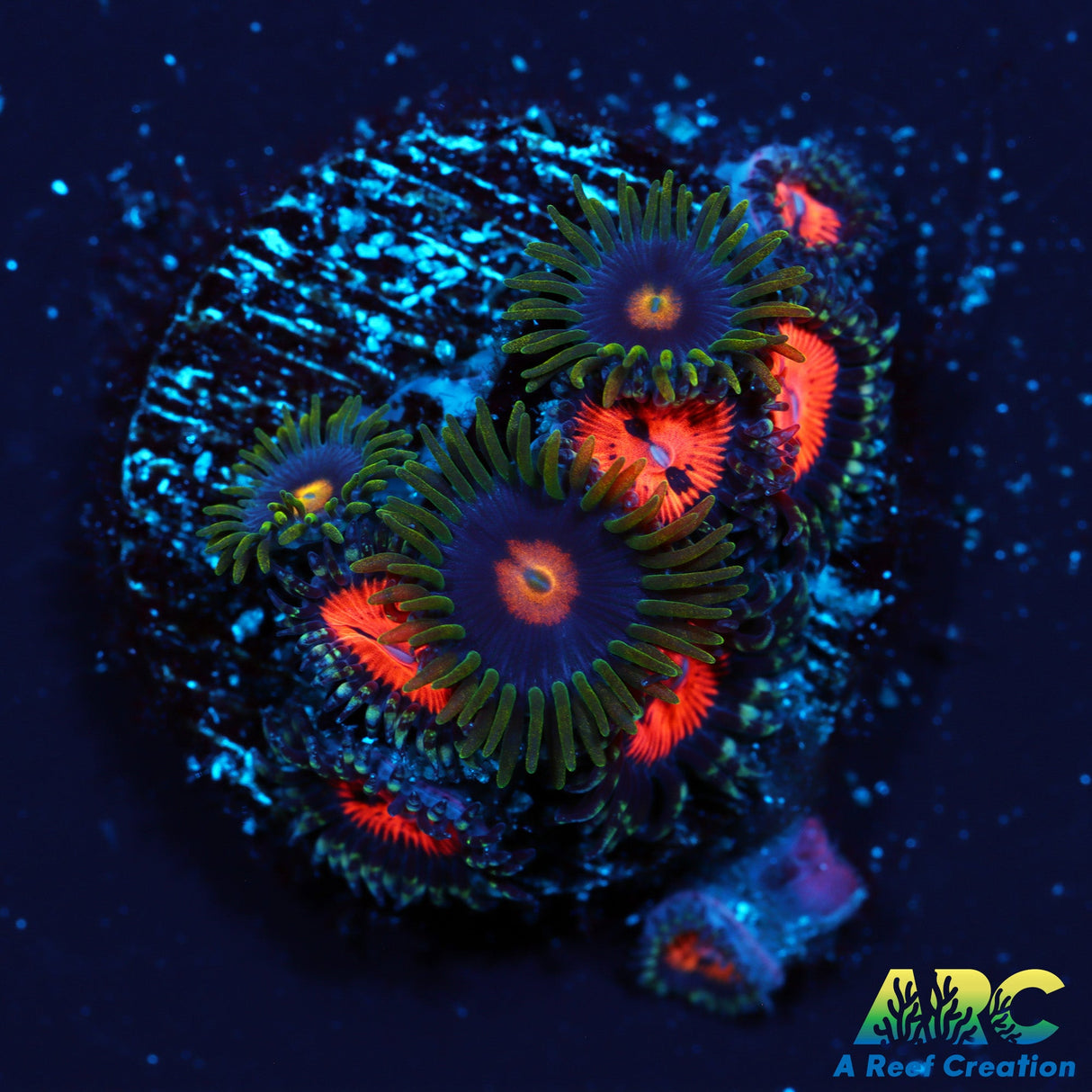 Blowpops and Blood Suckers