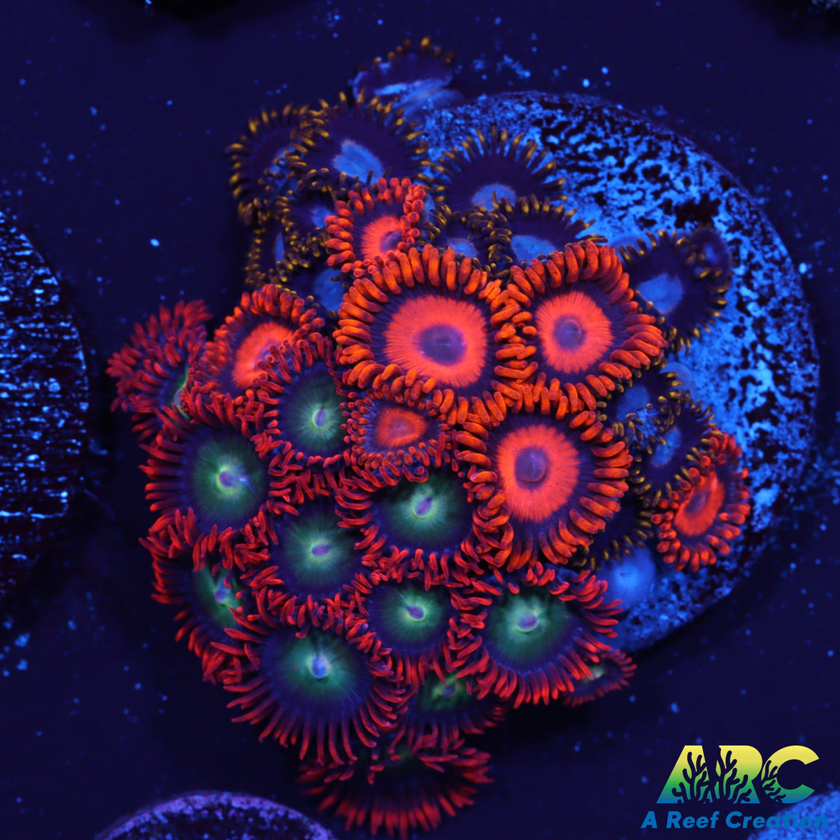 Club Zoas Mix