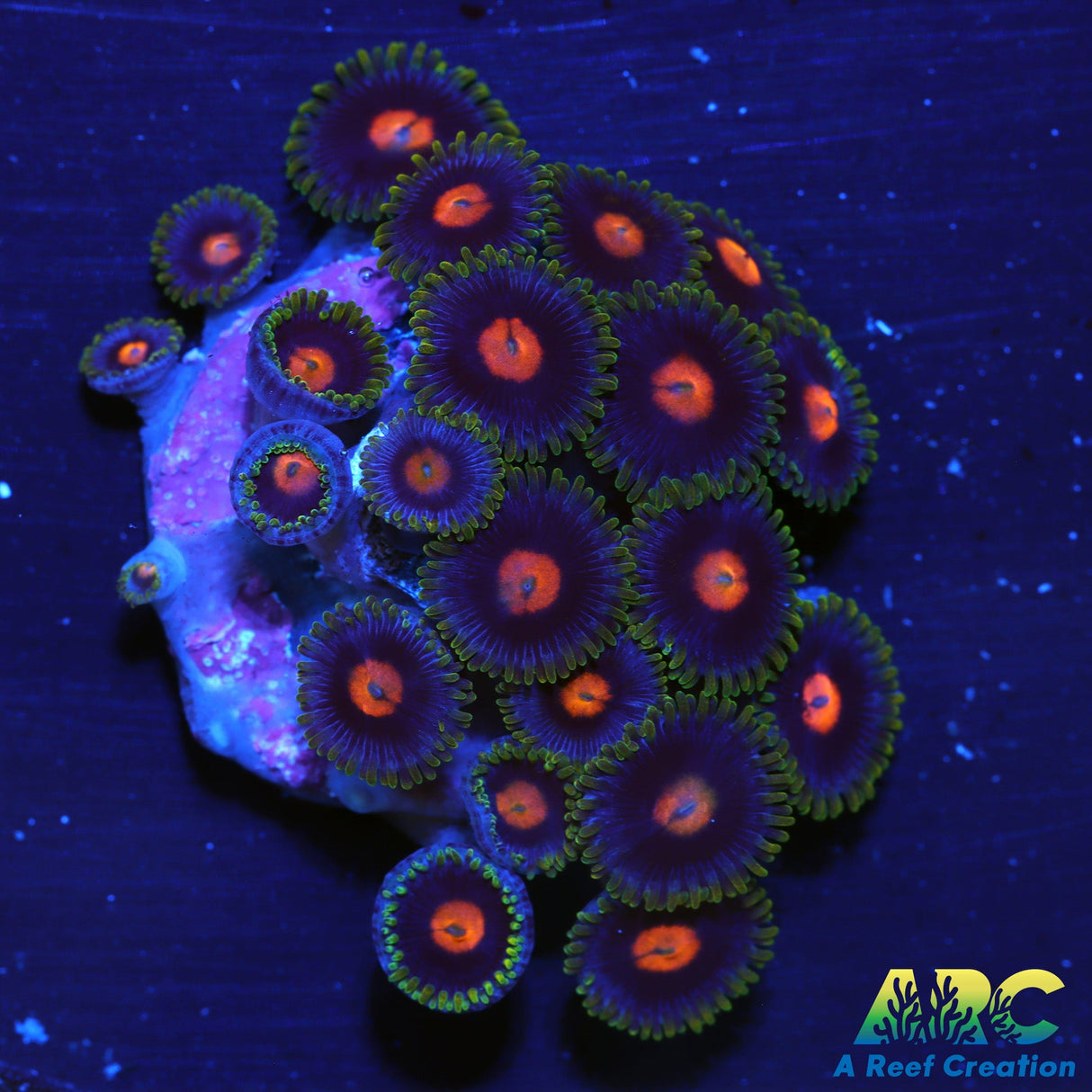 Blow Pops Zoas