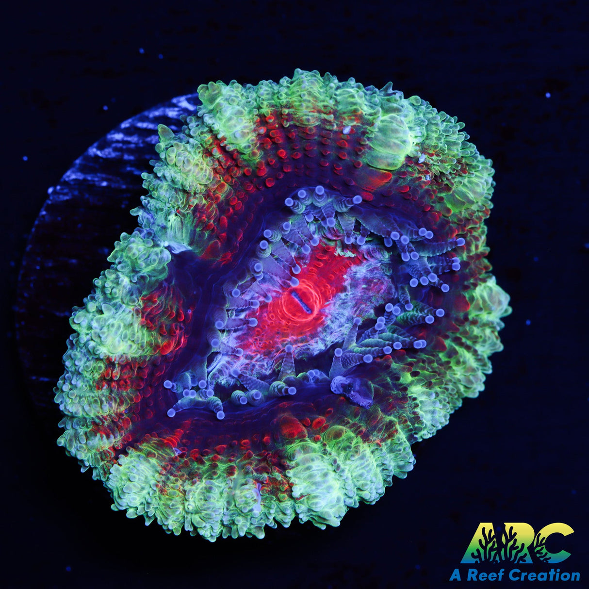 ARC Evil Eye Acan