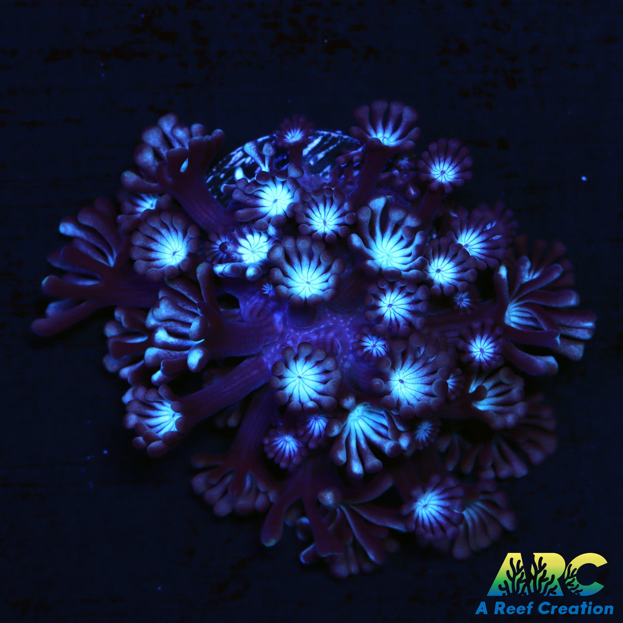 ARC Snowglobe Alveopora