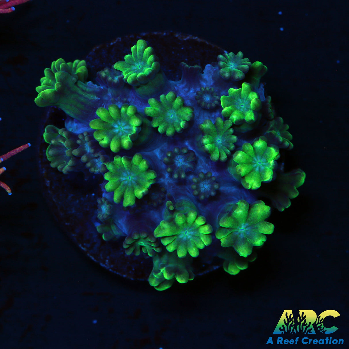 Kermit The Frog Alveopora