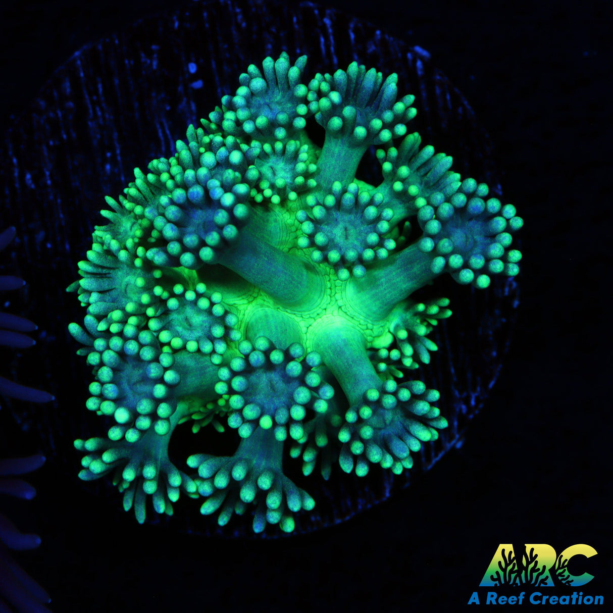 ARC Green Slimer Goni