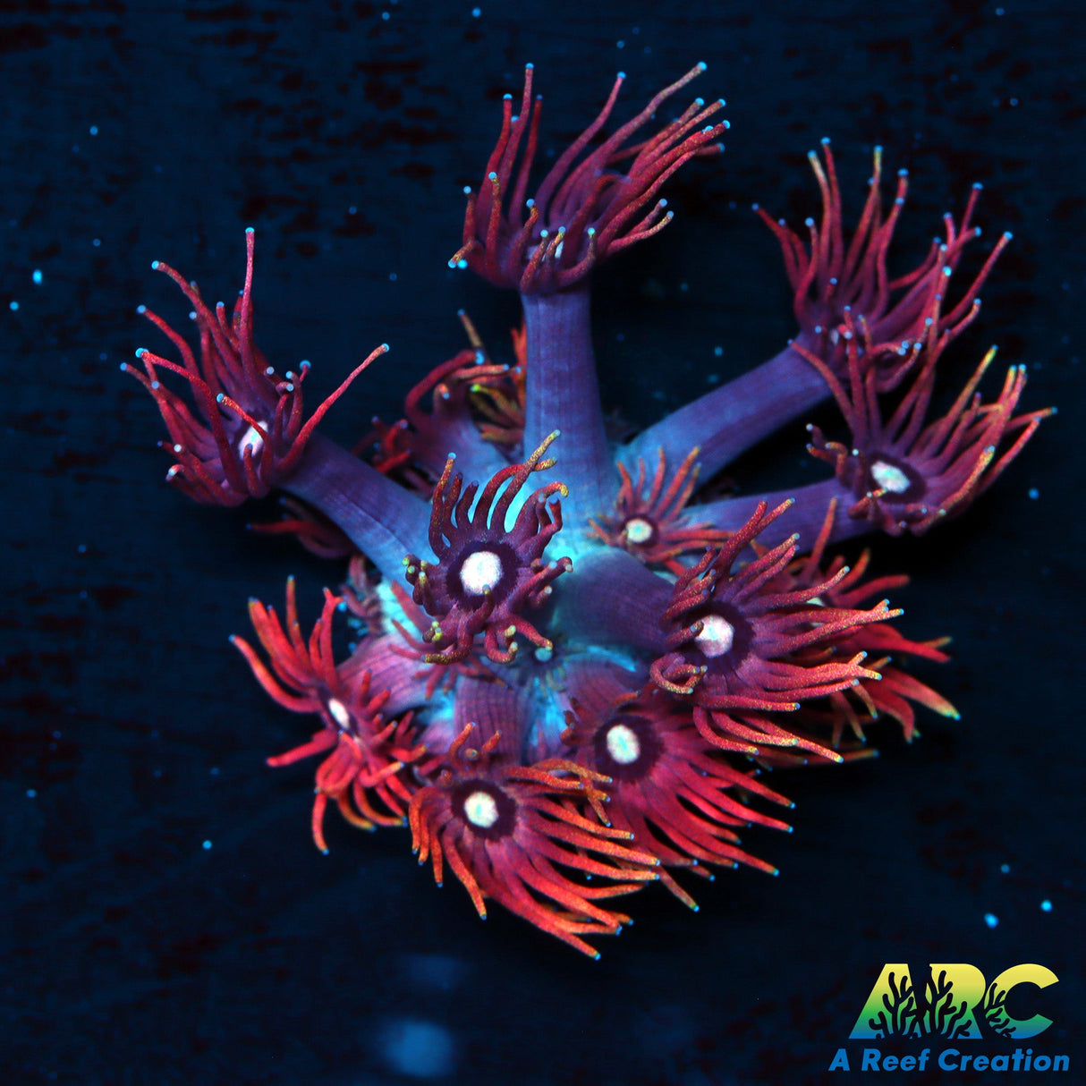 ARC Red Sparkler Goni