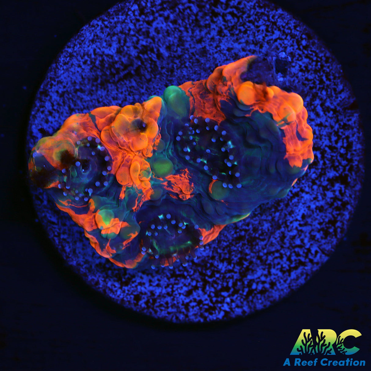 Orange Crush Echinata