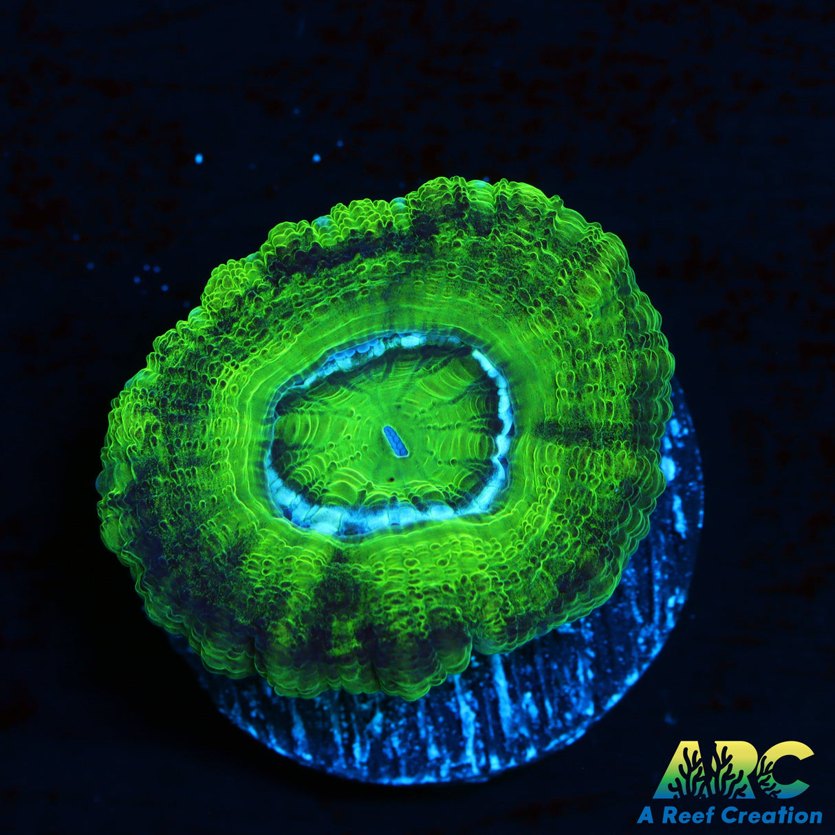 ARC Neon Green Asian Acan