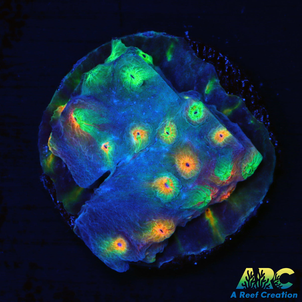 ARC Techno Viking Cyphastrea