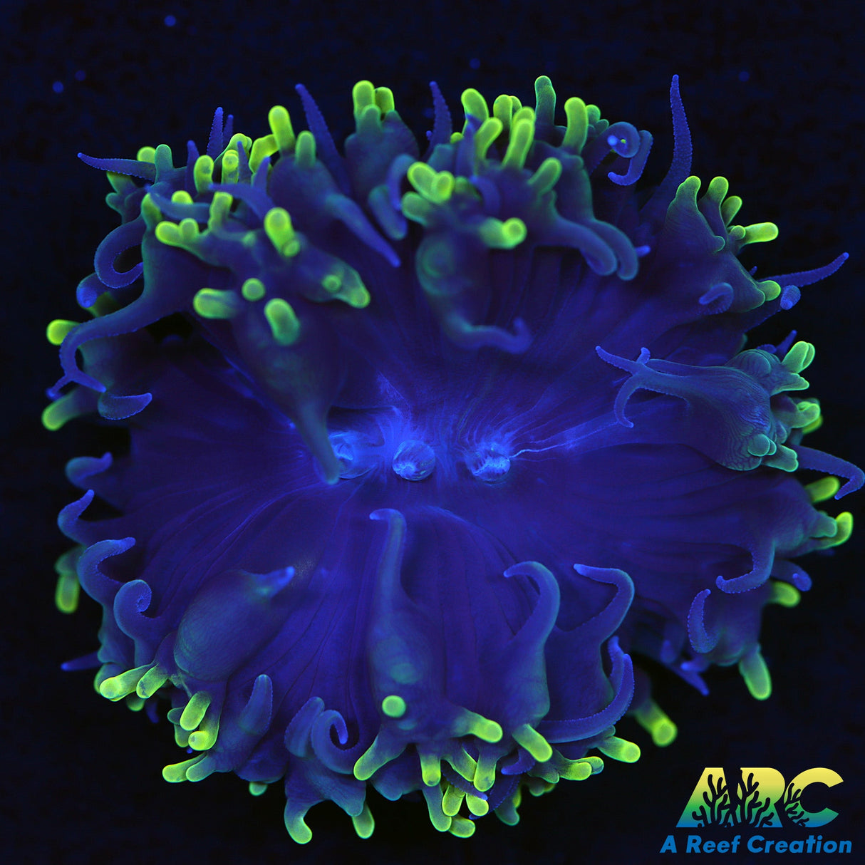 ARC Toothy Bubble Coral
