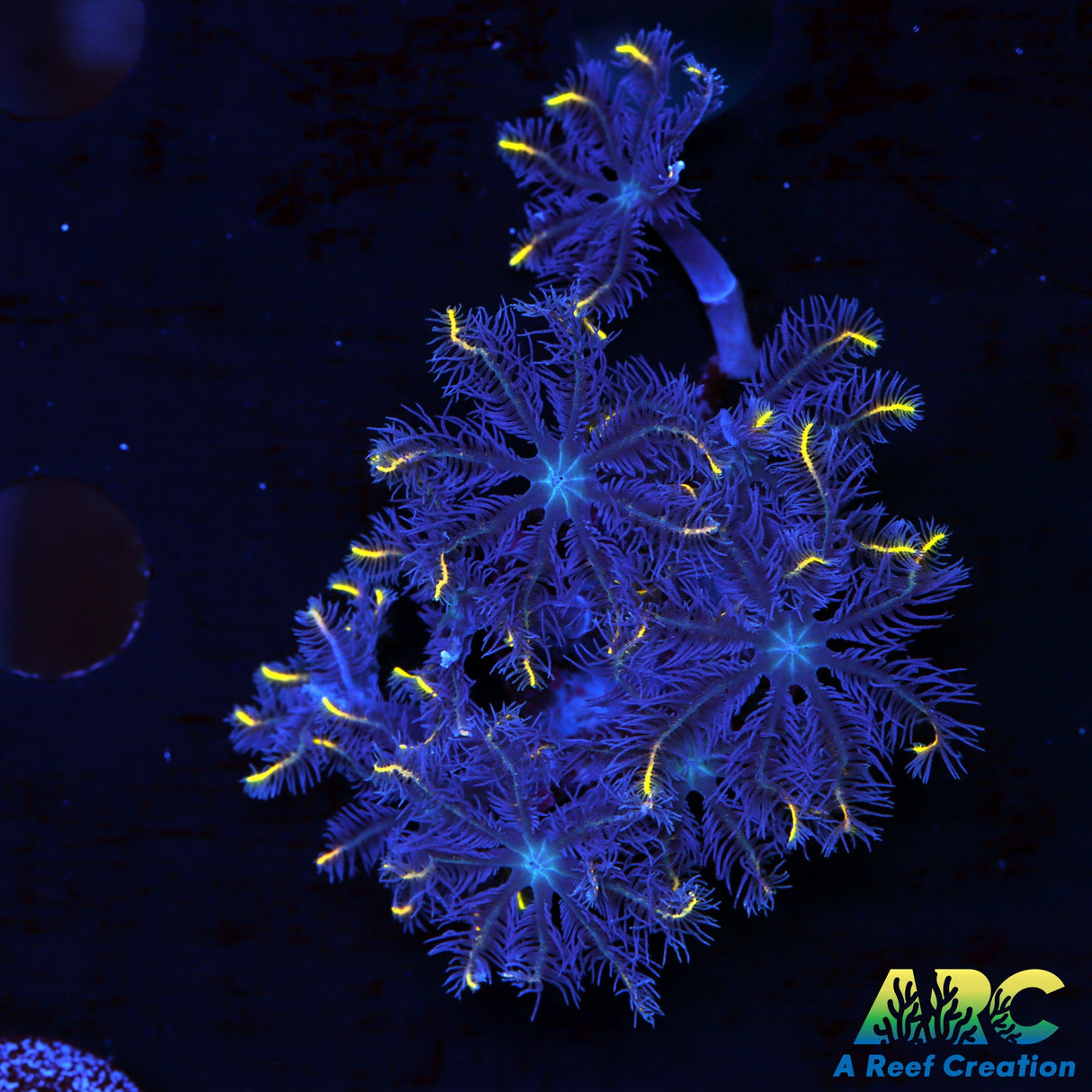 ARC Gold Stripe Cloves