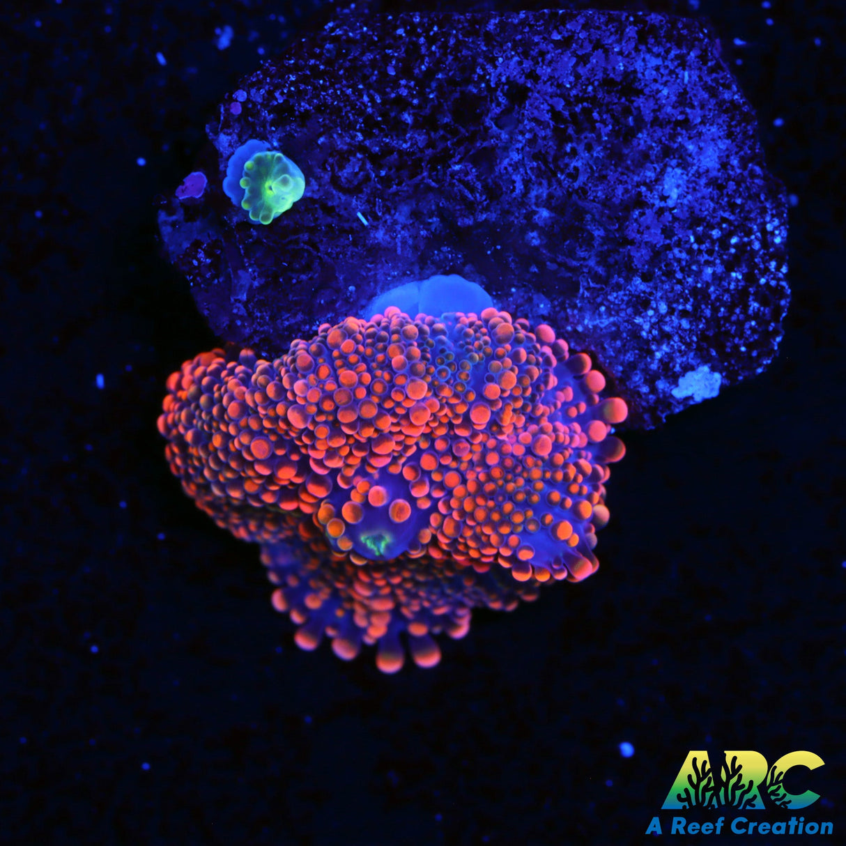 ARC Tangerine Dream Yuma and baby