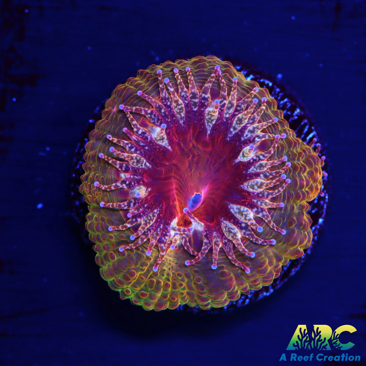 CC Roswell Project Acan (Only one available)