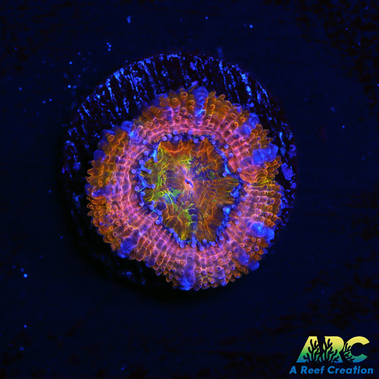 CC Queen Neptune Acan