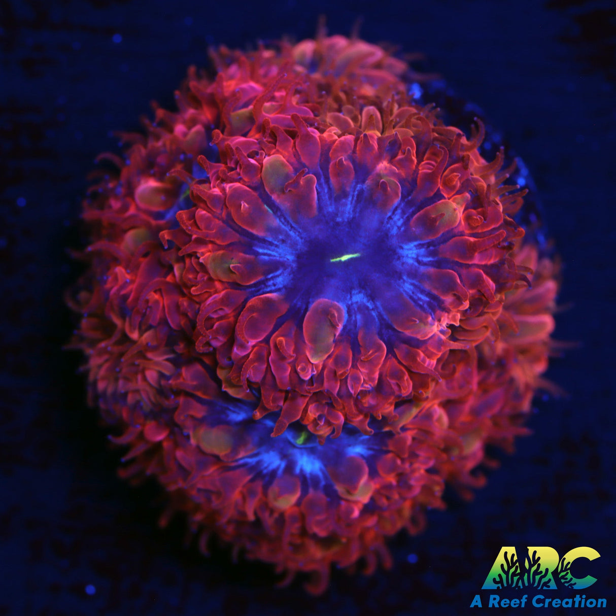 ECC Blue Raven Blasto