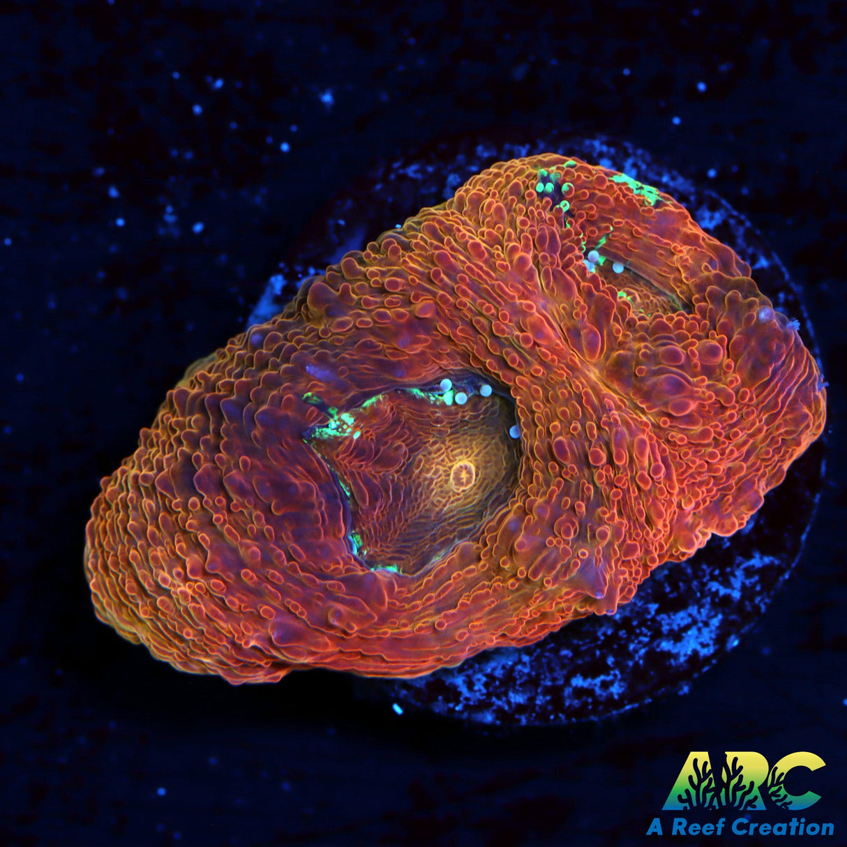 ARC War Paint Bower/AKA UC Stained Glass Bower