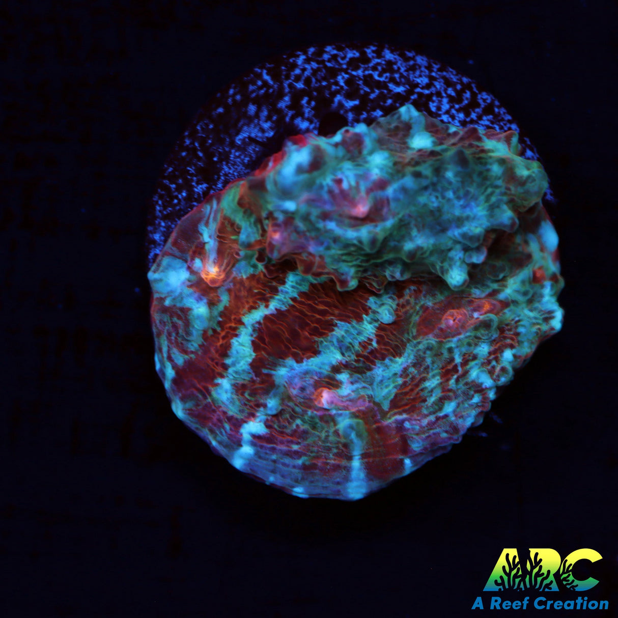 ARC Crazy Calypso Chalice